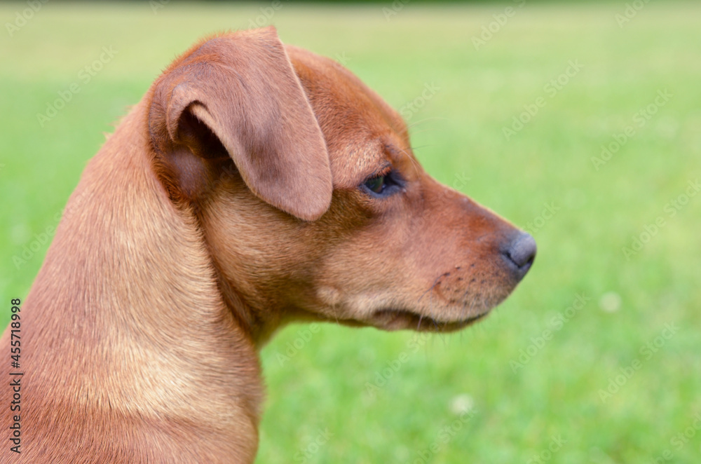 A close up portrait of a dwarf pinscher