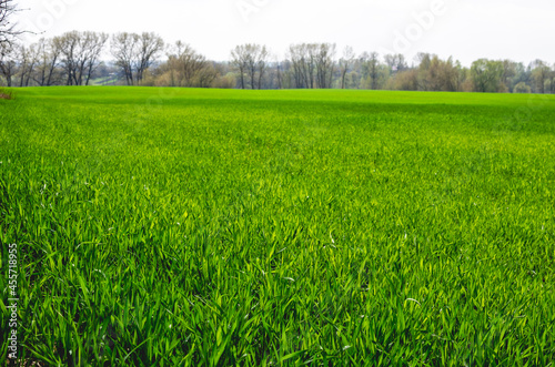 Spring, the winter wheat turning green