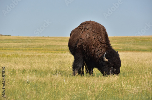 Bison Eating Grasses on the Plains in South Dakota