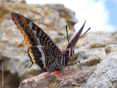 Close-up of imago of the butterfly two-tailed pasha or foxy emperor (Charaxes jasius). Nymphalidae family. On a rock. Front view