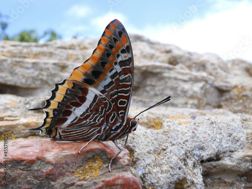 Close-up of imago of the butterfly two-tailed pasha or foxy emperor (Charaxes jasius). Nymphalidae family. On a rock. lateral view