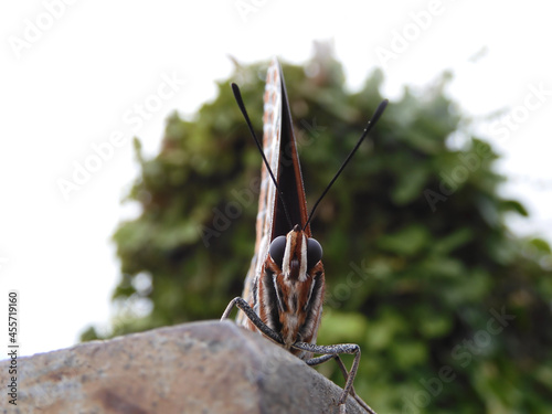 Close-up of imago of the butterfly two-tailed pasha or foxy emperor (Charaxes jasius). Nymphalidae family. Looking at the camera