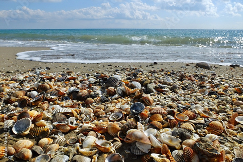 Close-up of seashells with the waves of the sea in the background