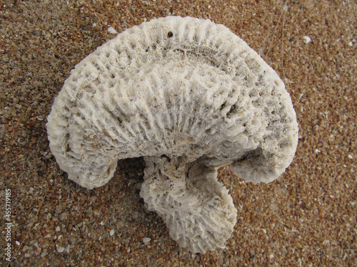 Dead white coral in the sand of the beach that looks like a human brain