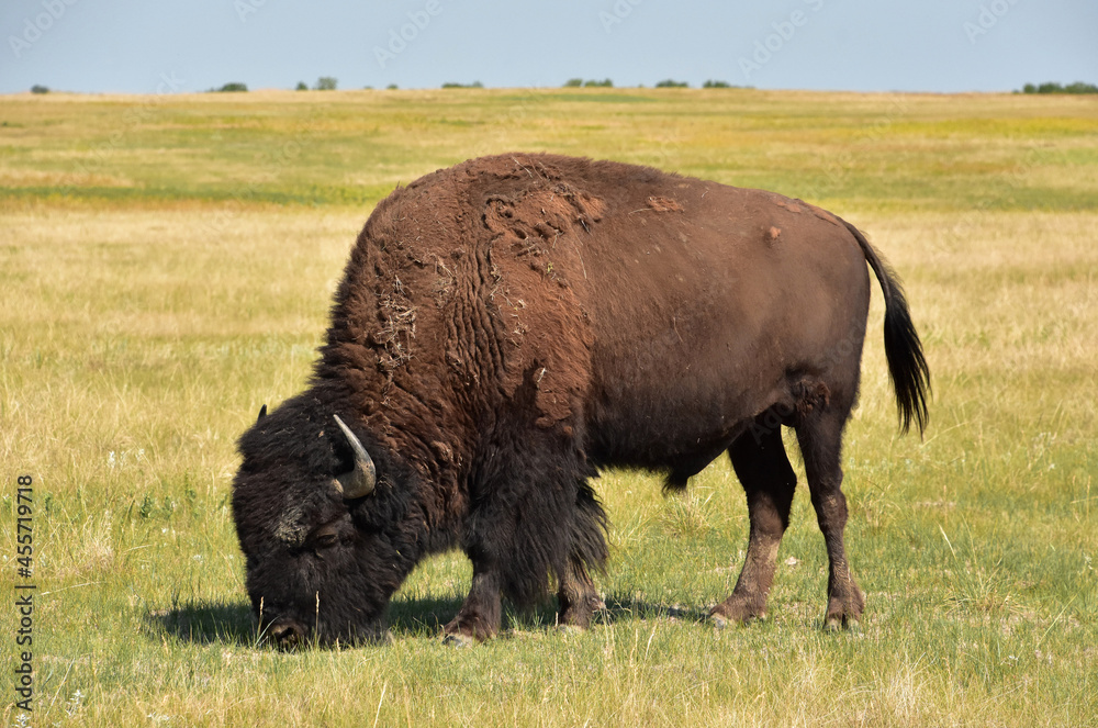 Large Grazing American Buffalo on a Prairie