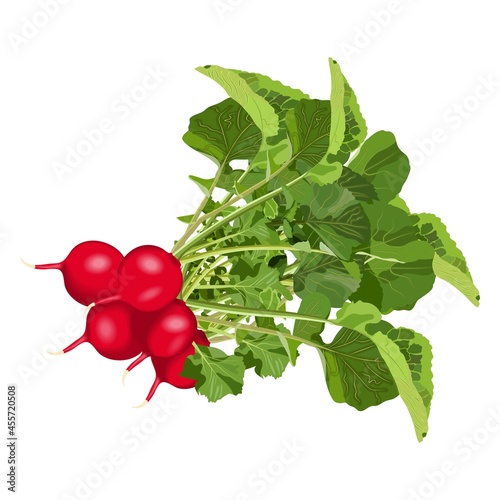 Radish for banners, flyers, posters, cards. Bunch of radishes with tops. Fresh organic and healthy, diet and vegetarian vegetables. Vector illustration isolated on white background