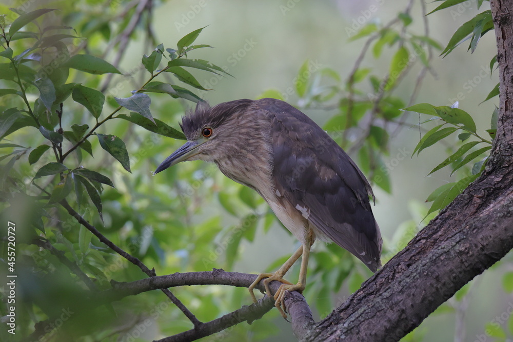 Naklejka premium 枝にとまるホシゴイ