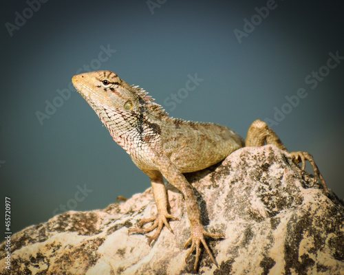 close up of lizard on the rock