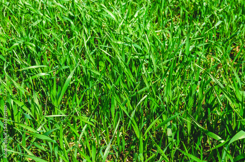 Winter wheat field fragment at early spring Winter wheat field fragment at early spring