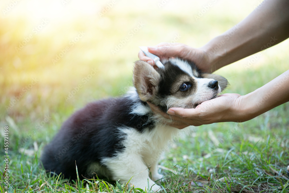 Close up woman applying tick and flea prevention treatment and medicine to her corgi puppy dog or pet Close up woman applying tick and flea prevention treatment and medicine to her corgi puppy dog or pet