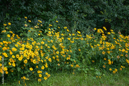 Garden of Sunflower Heliopsis (Heliopsis helianthoides) photo