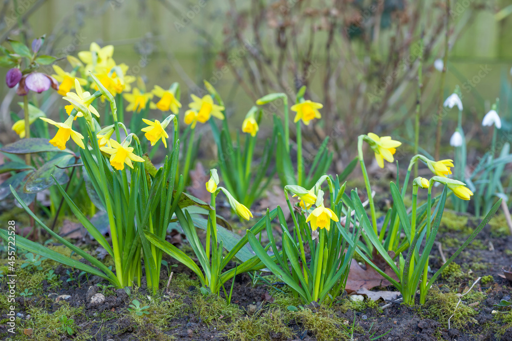 Fototapeta premium Dwarf daffodils tete a tete in a UK garden flowerbed