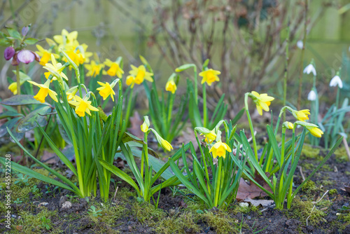 Dwarf daffodils tete a tete in a UK garden flowerbed