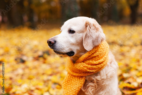 Golden retriever dog wearing in a yellow scarf in nature. Autumn in park. Pets care concept.