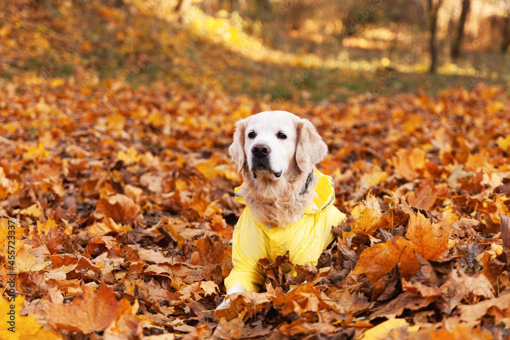 Golden retriever dog wearing in a yellow raincoat in nature. Autumn in park or forest. Pets care concept.