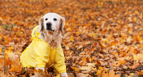 Golden retriever dog wearing in a yellow raincoat in nature. Autumn in park or forest. Pets care concept.