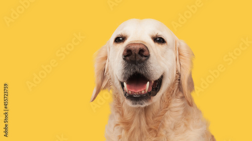 Golden retriever dog portrait. Smiling pet. 