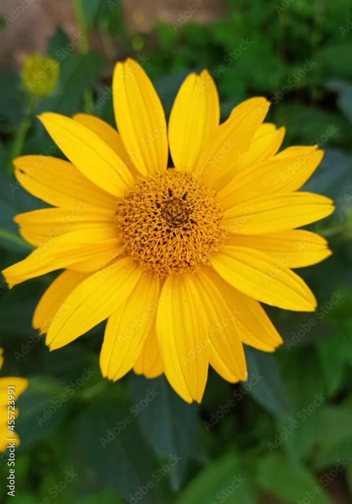kwiat, zółty, charakter, roślin, słonecznik, lato, kwiat, jardin, flora, kwiat, pomarańcz, makro, płatek, daisies, słońce, kwiat, beuty, bliska, roślin, jary, kwiatowy, jasny, bliska, barwa kwiat, zółty, charakter, roślin, słonecznik, lato, kwiat, jardin, flora, kwiat, pomarańcz, makro, płatek, daisies, słońce, kwiat, beuty, bliska, roślin, jary, kwiatowy, jasny, bliska, barwa