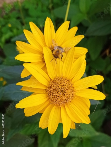 kwiat, zółty, charakter, roślin, słonecznik, lato, kwiat, jardin, flora, kwiat, pomarańcz, makro, płatek, daisies, słońce, kwiat, beuty, bliska, roślin, jary, kwiatowy, jasny, bliska, barwa