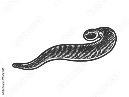 medicinal leech sketch engraving vector illustration. T-shirt apparel print design. Scratch board imitation. Black and white hand drawn image.