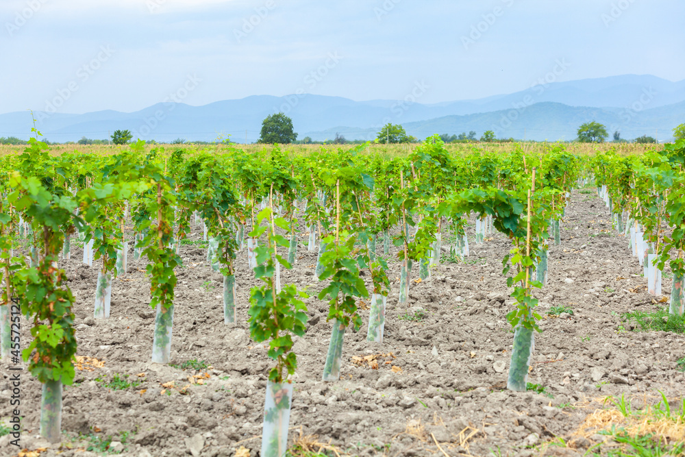 Beautiful vineyard in wine region of Georgia, Kakheti