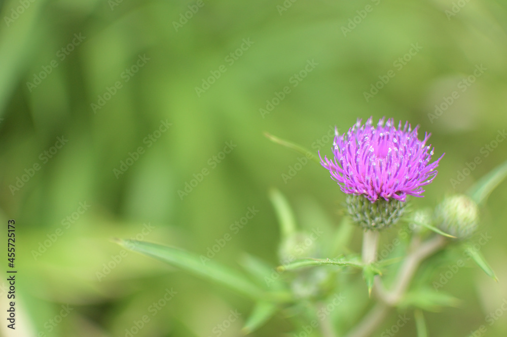 アザミの花 アザミの花