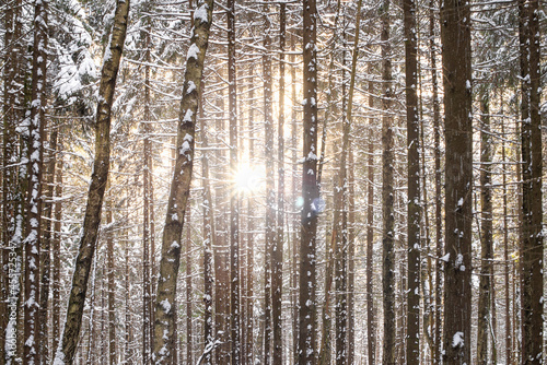 Sunlight breaks through the tree trunks in the winter forest
