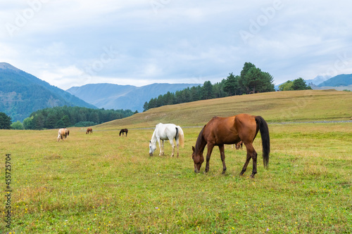 View of a grazing horses in the green mountains, Tusheti, Georgia