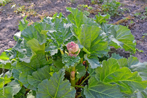 Inflorescence rhubarb of the rhubarb (palmate) ((Rheum palmatum L.)