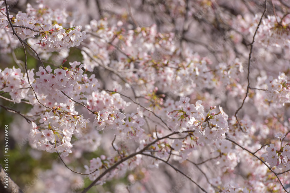 Pretty and lovely pink cherry blossoms wallpaper background, Pretty and lovely pink cherry blossoms wallpaper background,