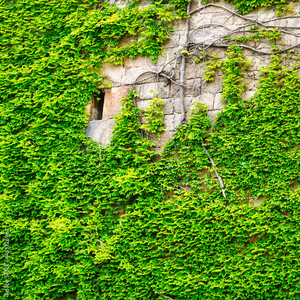 ivy on wall