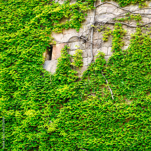 Obraz na płótnie ivy on wall w salonie