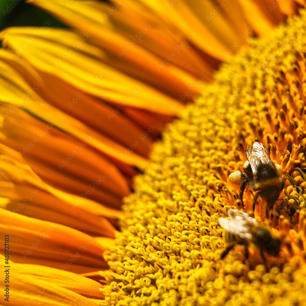 bee on flower