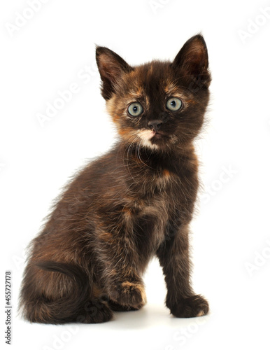 Small brown kitten.