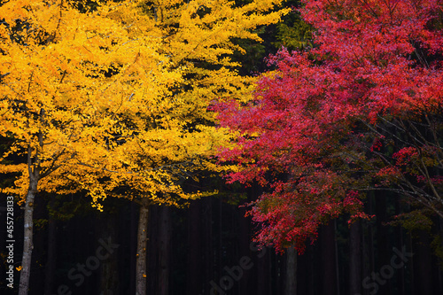  Colorful Autumn Season,Japan photo