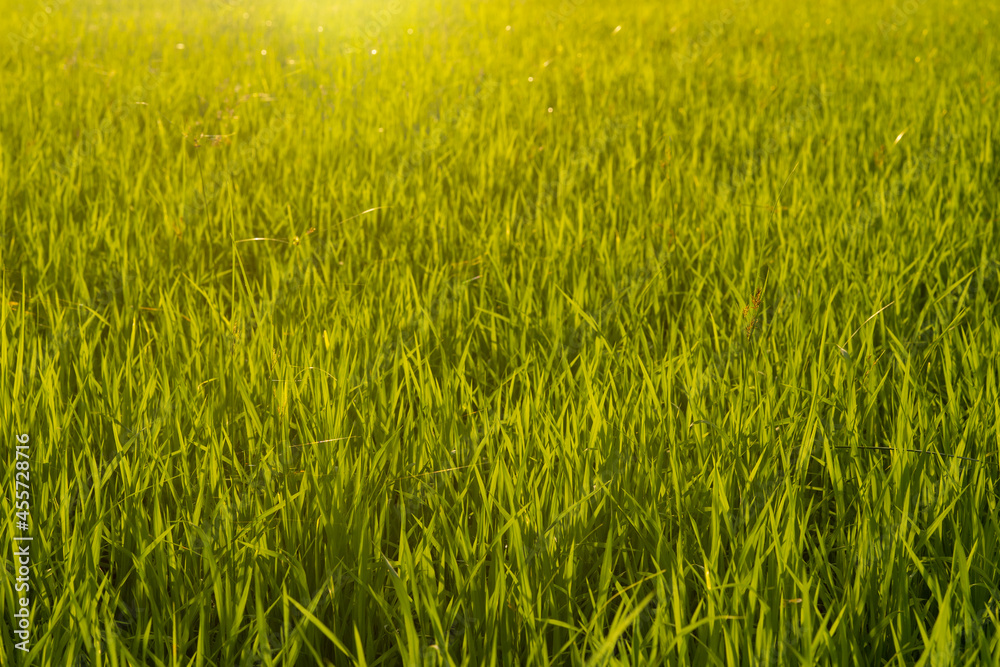 rice paddy field in organic farmland