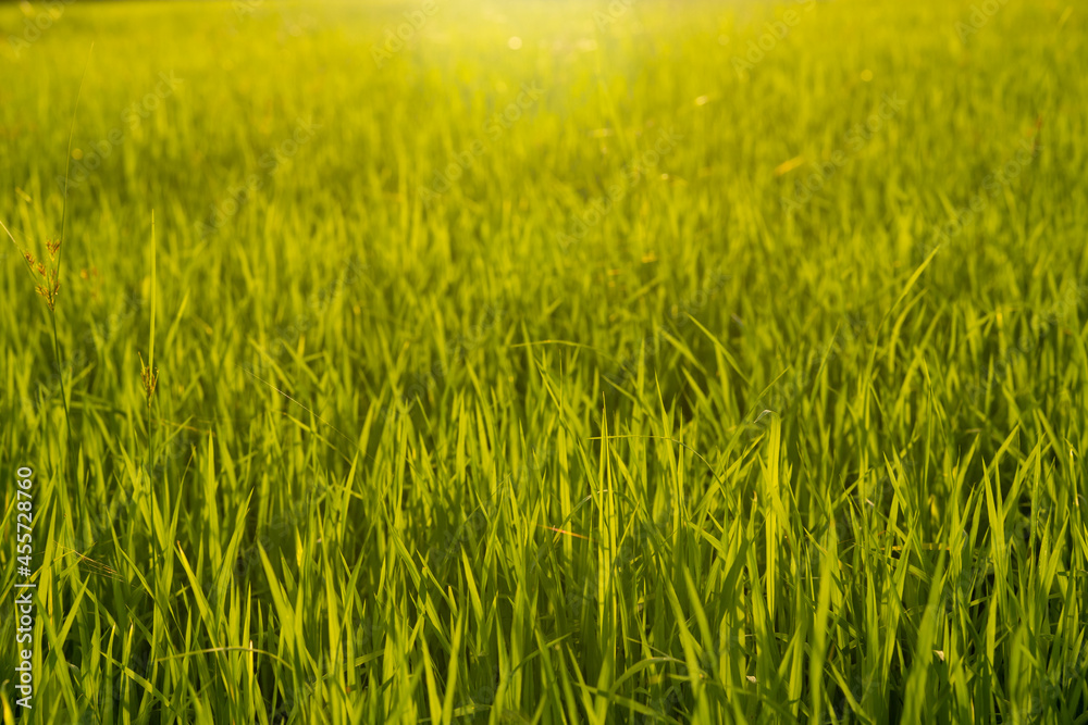 rice paddy field in organic farmland