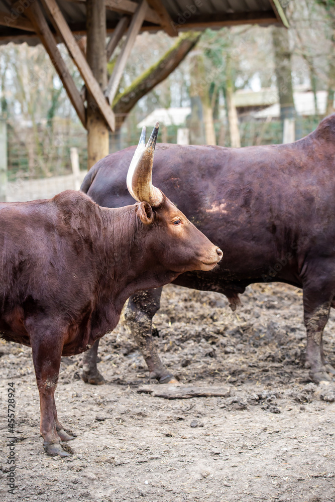 young bull watussi brown stands on the ground livestock on a farm young bull watussi brown stands on the ground livestock on a farm
