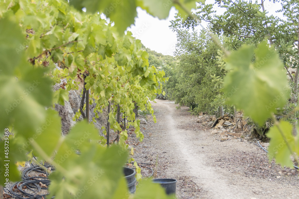 Dirt road with white grape vines on the sides