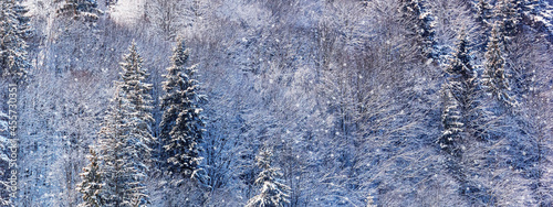 Winter landscape, banner - view of the snowy winter forest in the Carpathian mountains after snowfall