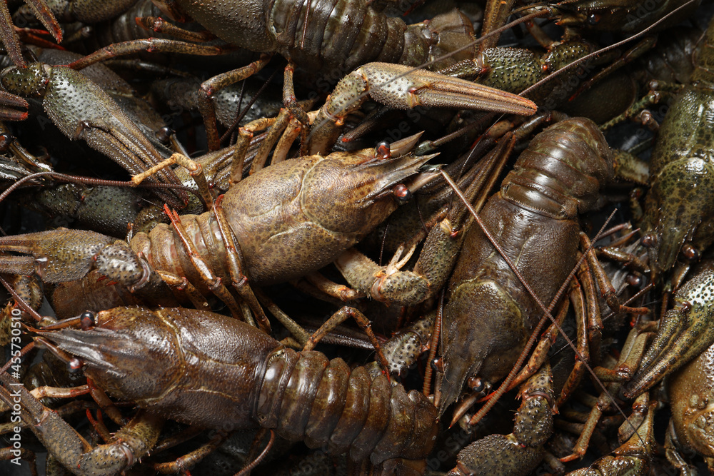 Heap of fresh raw crayfishes as background, top view Heap of fresh raw crayfishes as background, top view
