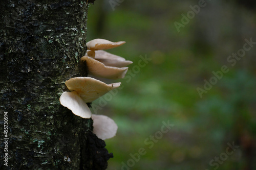 Fungi parasitizing on tree trunks. Light mushrooms on the dark bark of a tree. Blurred background. 
