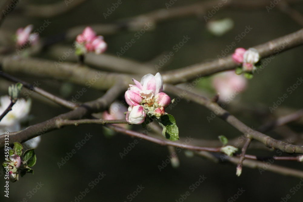 Obraz premium Blüte