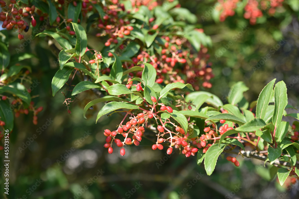 Cornus sanguinea en été