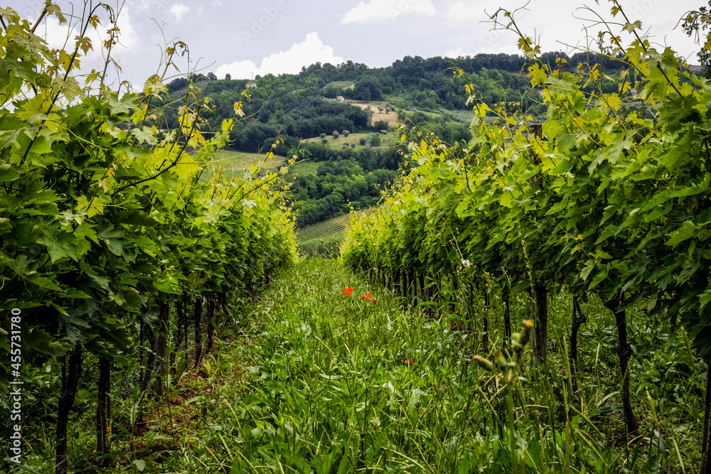 Fototapeta premium vineyard in the spring