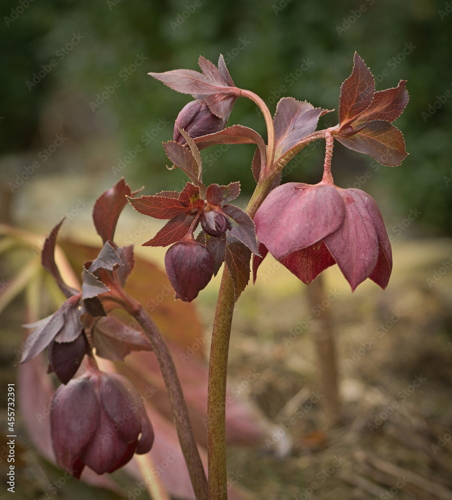 Helleborus (Helleborus) in the garden. Helleborus (Helleborus) in the garden.