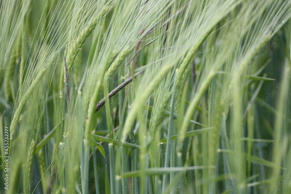 Fototapeta premium Gras