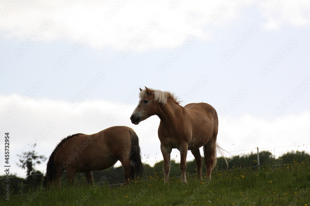 Pferd Pferd