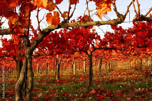 sagrantino's vineyards in autumn near montefalco umbria