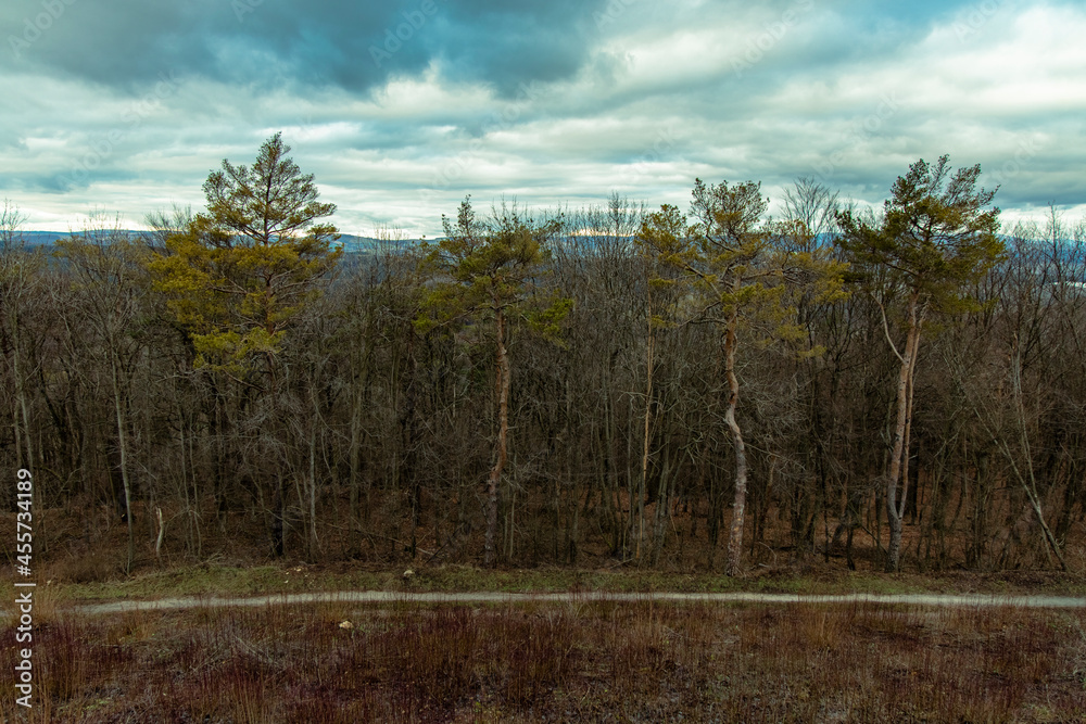 gray moody wood land edge of mystic forest with bare branches trees of autumn seasonal time in cloudy dramatic weather time landscape panoramic photo gray moody wood land edge of mystic forest with bare branches trees of autumn seasonal time in cloudy dramatic weather time landscape panoramic photo
